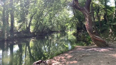 Beautiful Black River Stock Footage 119337954