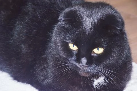 Beautiful black Scottish Fold cat with yellow eyes. Close-up. Pets. Foto stock