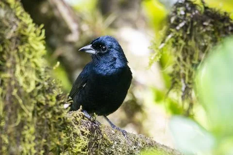 Beautiful black tropical bird on green rainforest vegetation Stock Photos
