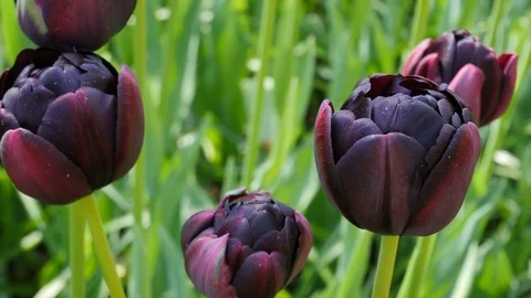 Beautiful black tulips Stock Footage 75061033
