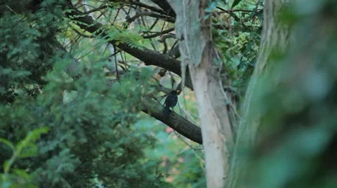 Beautiful Blackbird Hiding behind the trees in nature 動画素材 8859706