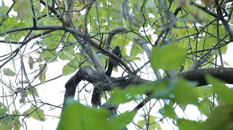 Beautiful Blackbird Hiding behind the trees in nature Vídeo Stock 8914431