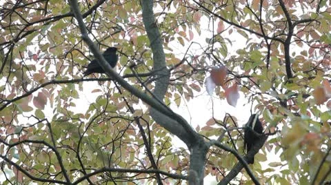 Beautiful Blackbird Hiding behind the trees in nature Stock Footage 8914463