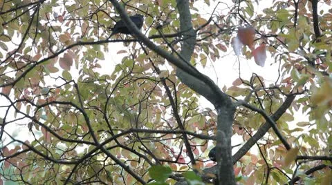 Beautiful Blackbird Hiding behind the trees in nature Stock Footage 8914524