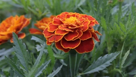 Beautiful Blackbringer Blooming in Springtime and Swinging on the Wind. Stock Footage 83129669