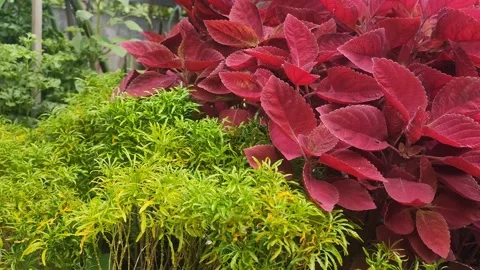 Beautiful blend of green and red purple leaves in a garden 4K 60FPS Stock Footage 168790909