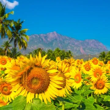 Beautiful bloming field of sunflower background with blue sky, palm trees a.. Stock Photos