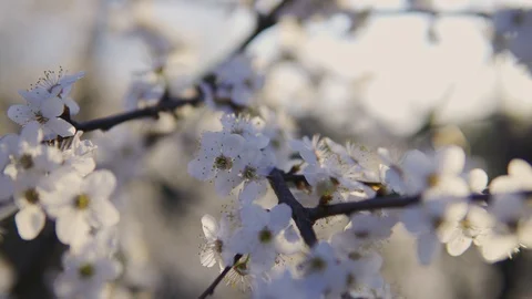 Beautiful bloom of flowers on a tree close up in spring at sunset dolly shot Stock Footage 128731596