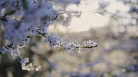 Beautiful bloom of flowers on a tree close up in spring at sunset dolly shot Stock Footage 129184988