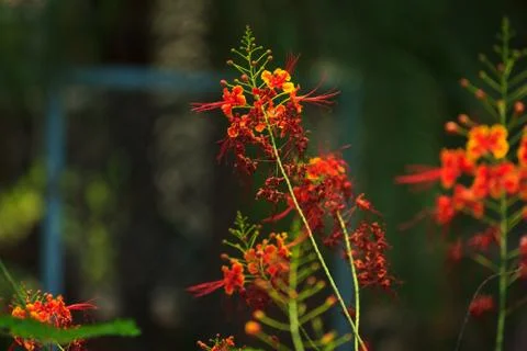 Beautiful bloom Stock Photos