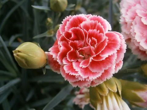 Beautiful bloom 스톡 사진