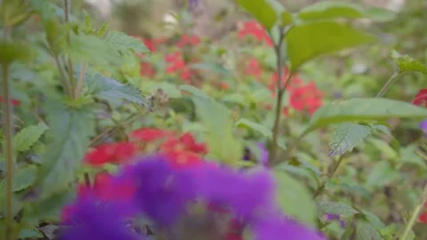 Beautiful bloom of small red and lilac flowers of the species Glandularia p.. Stock Footage 284136061