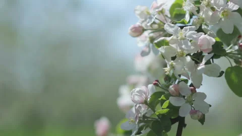 Beautiful blooming apple tree branch in the spring garden on a sunny day Stock Footage 150258495