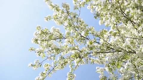 Beautiful blooming apple tree branches with blue sky background Video stock 95174466