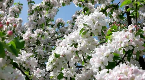 Beautiful blooming apple tree Stock Footage 65226304
