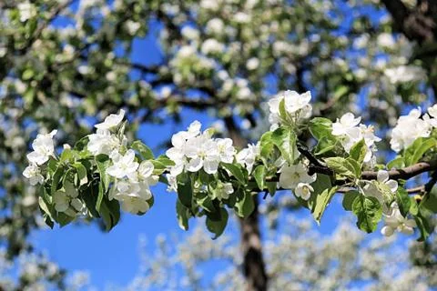 Beautiful blooming apple tree Stock Photos