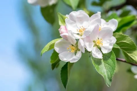 Beautiful blooming apple tree in spring 스톡 사진