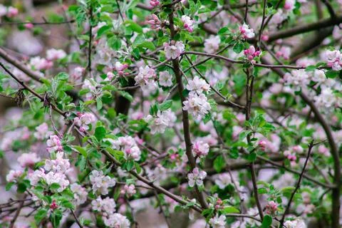 Beautiful blooming apple tree in spring time. Spring blossom Stock Photos