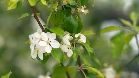 Beautiful blooming apple trees in spring park close up Stock Footage 89198965