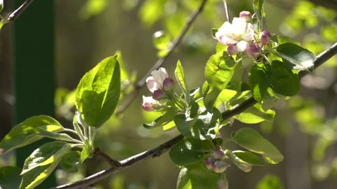 Beautiful blooming apple trees in spring park close up 스톡 동영상 203411308