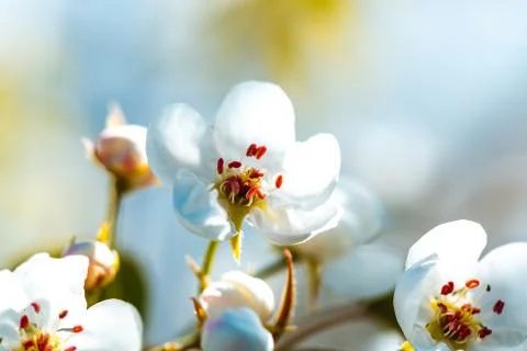 Beautiful blooming apple trees in spring on a Sunny day Stock Photos