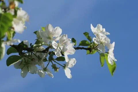 Beautiful blooming apple trees in springtime against blue sky Stock Photos