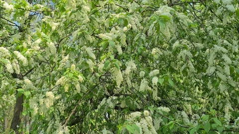 Beautiful blooming bird cherry tree. Stock Footage 155449998