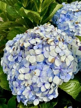 Beautiful Blooming Blue Hydrangea Flowers with Green Leaves in the Garden Stock Photos