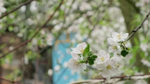 Beautiful blooming with a branch of an apple tree of white flo Stock Footage 130253940