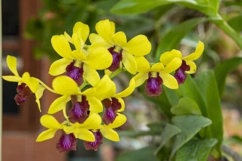 Beautiful blooming bright yellow dendrobium Foto stock