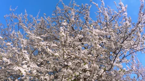 A Beautiful Blooming Cherry Blossom Tree Set Against a Clear and Bright Blue Sky Stock Footage 313284041