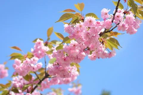 Beautiful blooming cherry branch Stock Photos