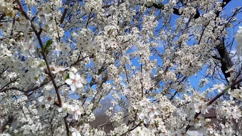 Beautiful blooming cherry plum tree swaying in wind against blue sky. Video stock 260843438