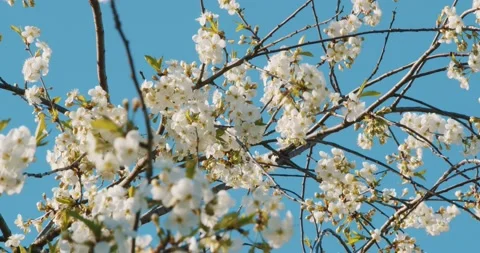 Beautiful blooming cherry tree branch with flowers in sunny day in springtime Stock Footage 130368668