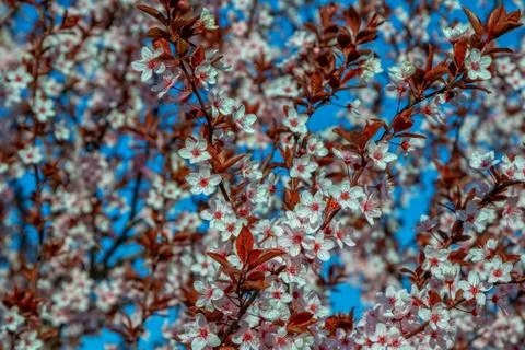 Beautiful blooming cherry tree branches with pink flowers Stock Photos