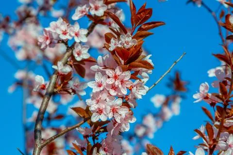 Beautiful blooming cherry tree branches with pink flowers Stock Photos