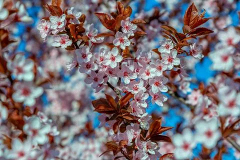 Beautiful blooming cherry tree branches with pink flowers Stock Photos