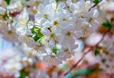 Beautiful blooming cherry tree branches with white flowers Stock Photos