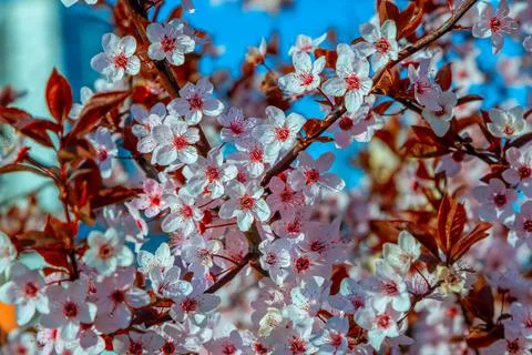 Beautiful blooming cherry tree branches with pink flowers Stock Photos