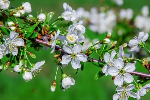 Beautiful blooming cherry tree branches with white flowers Stock Photos