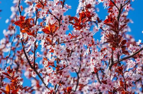 Beautiful blooming cherry tree branches with pink flowers Stock Photos