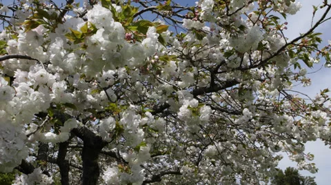 Beautiful Blooming Cherry Tree Delicate Flowers Foliage Fragile Romantic Spring Stock Footage 35282761