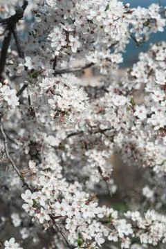 Beautiful blooming cherry tree during spring sunny day Stock Photos