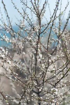 Beautiful blooming cherry tree during spring sunny day Foto stock