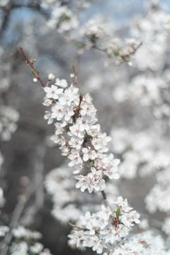 Beautiful blooming cherry tree during spring sunny day Stock Photos