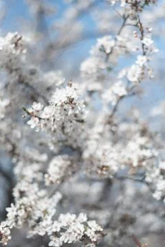 Beautiful blooming cherry tree during spring sunny day Stock Photos