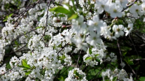 Beautiful blooming cherry tree Video stock 65226036