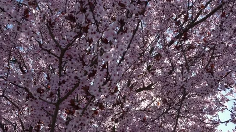 Beautiful blooming cherry tree. 库存影片 153838965