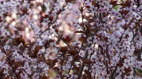 Beautiful blooming cherry tree. Video stock 154582638