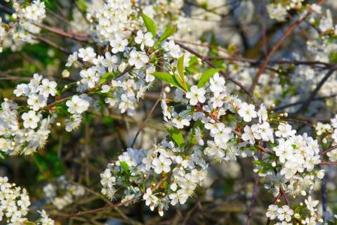 Beautiful blooming cherry tree Stock Photos